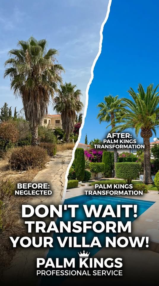 Palm Kings villa garden transformation with palm trees