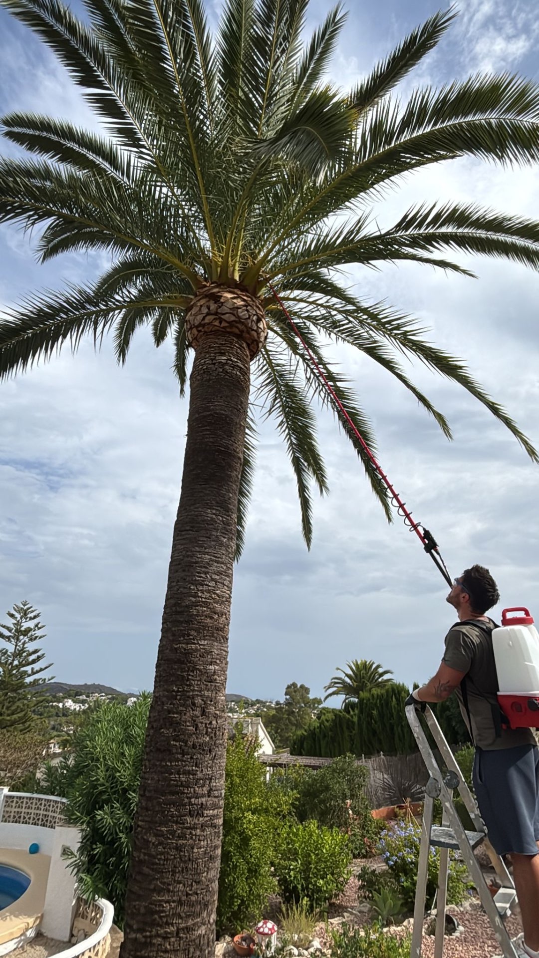 Imagen del servicio de tratamiento del picudo rojo de Palm Kings