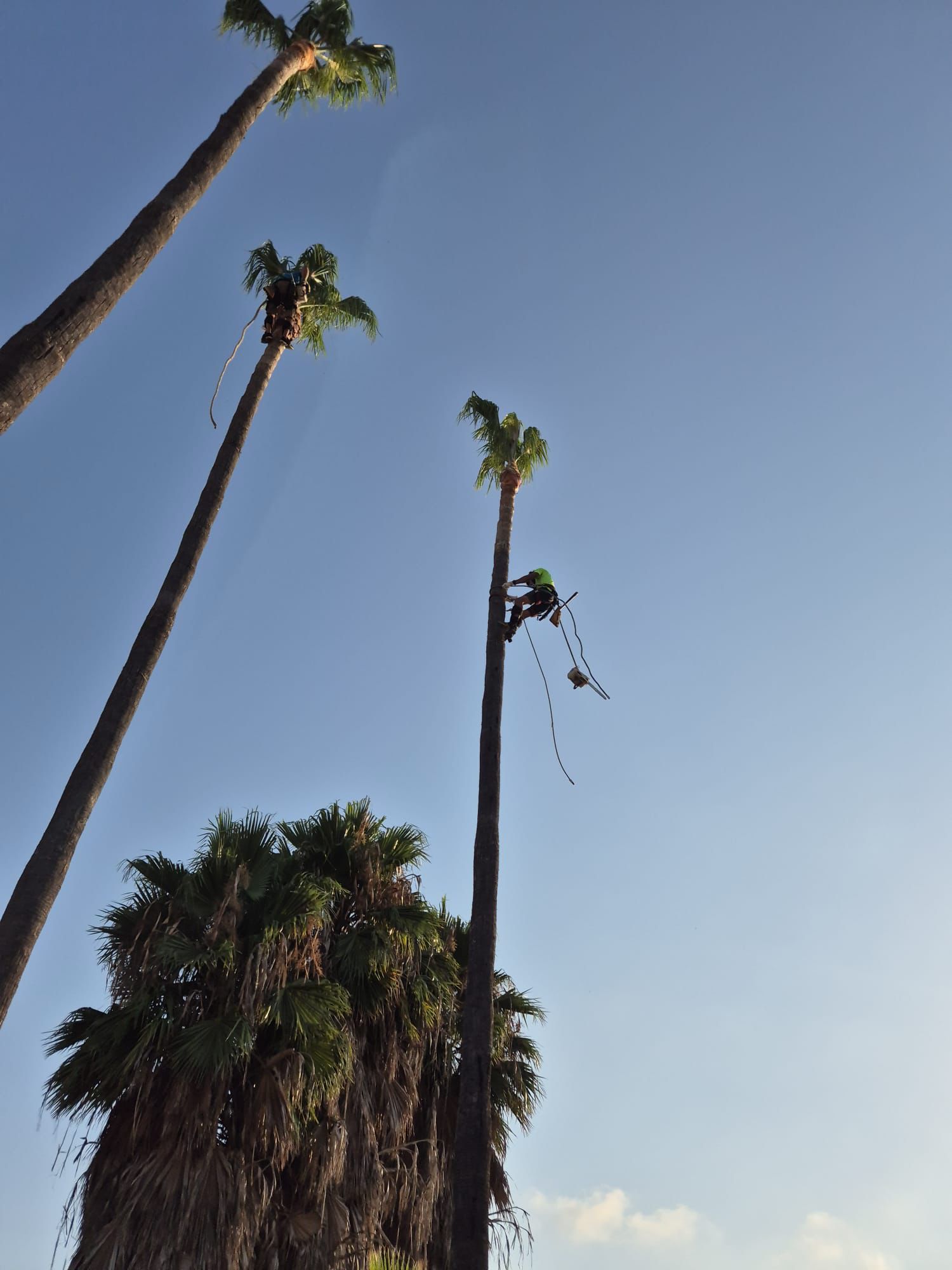 Imagen del servicio de cuidado de palmeras de Palm Kings