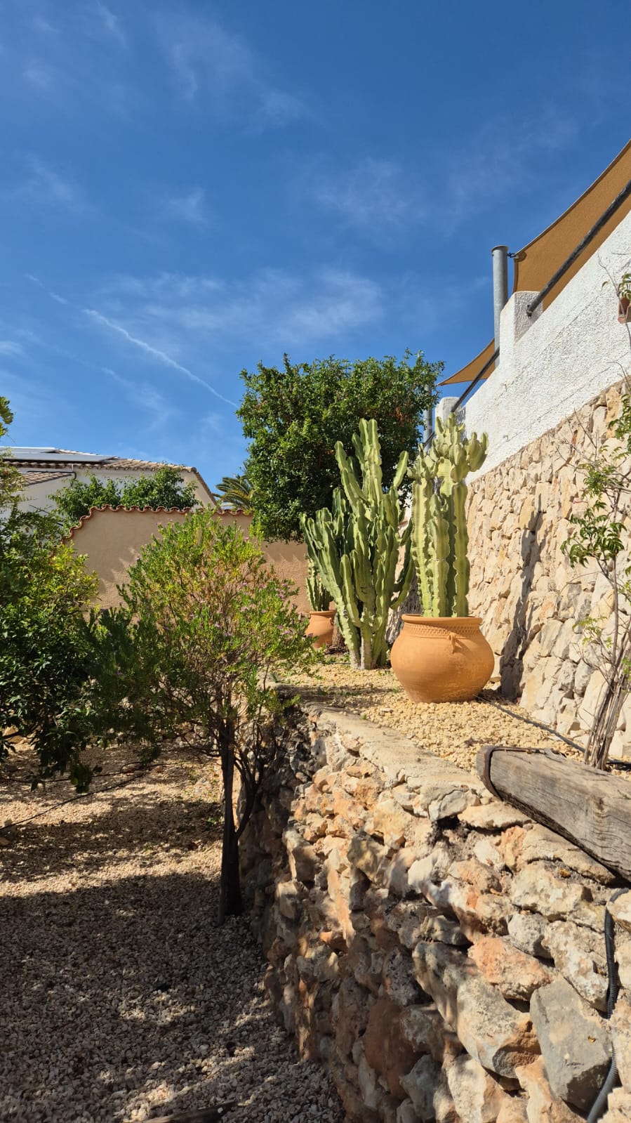 Imagen del servicio de diseño de jardines y plantación de Palm Kings