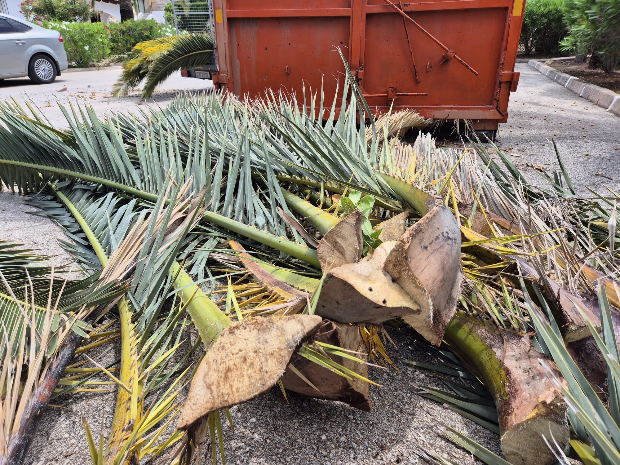 Imagen del servicio de retirada de árboles de Palm Kings