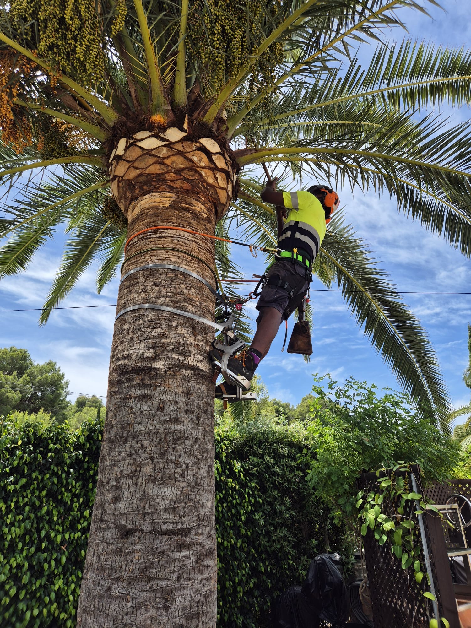 Imagen del servicio de cuidado de palmeras de Palm Kings
